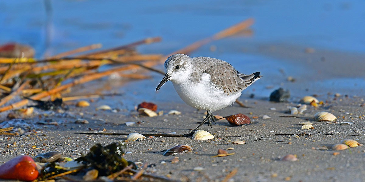 Ein Sanderling - ein kleiner Watvogel